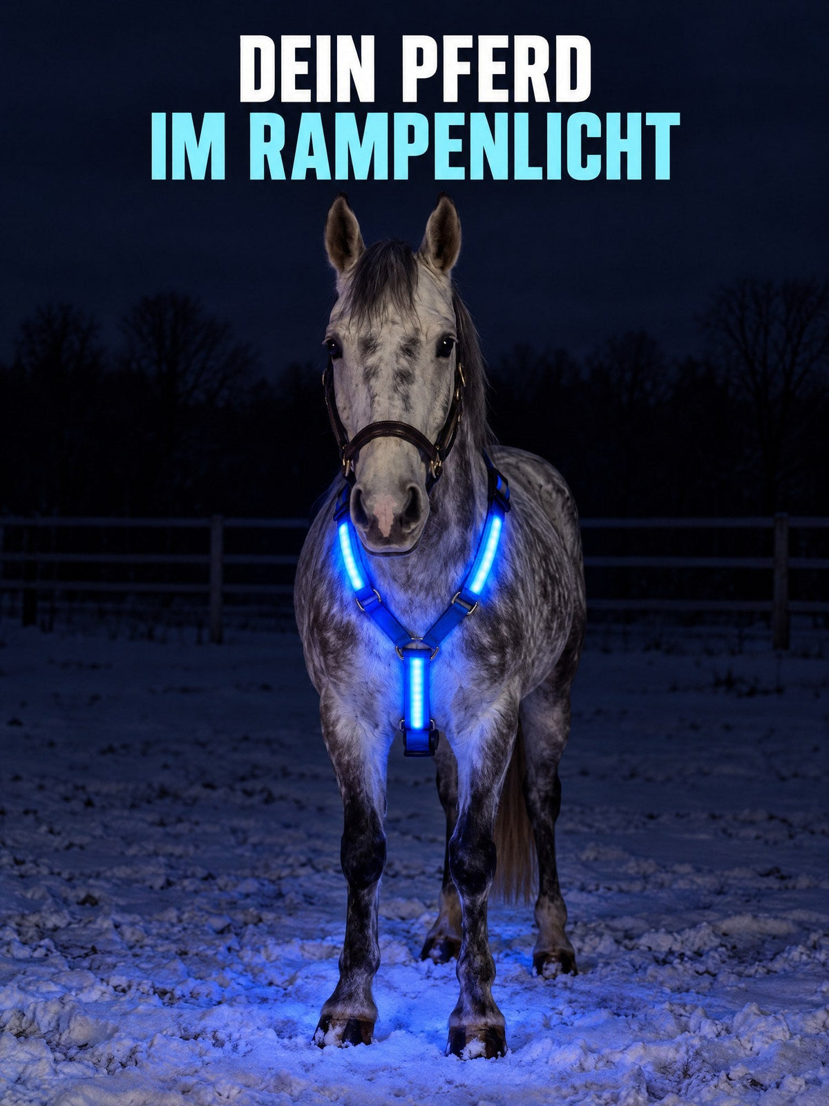 Dein Pferd im Rampenlicht: Schimmel mit blau leuchtendem Brustgurt bei Nacht