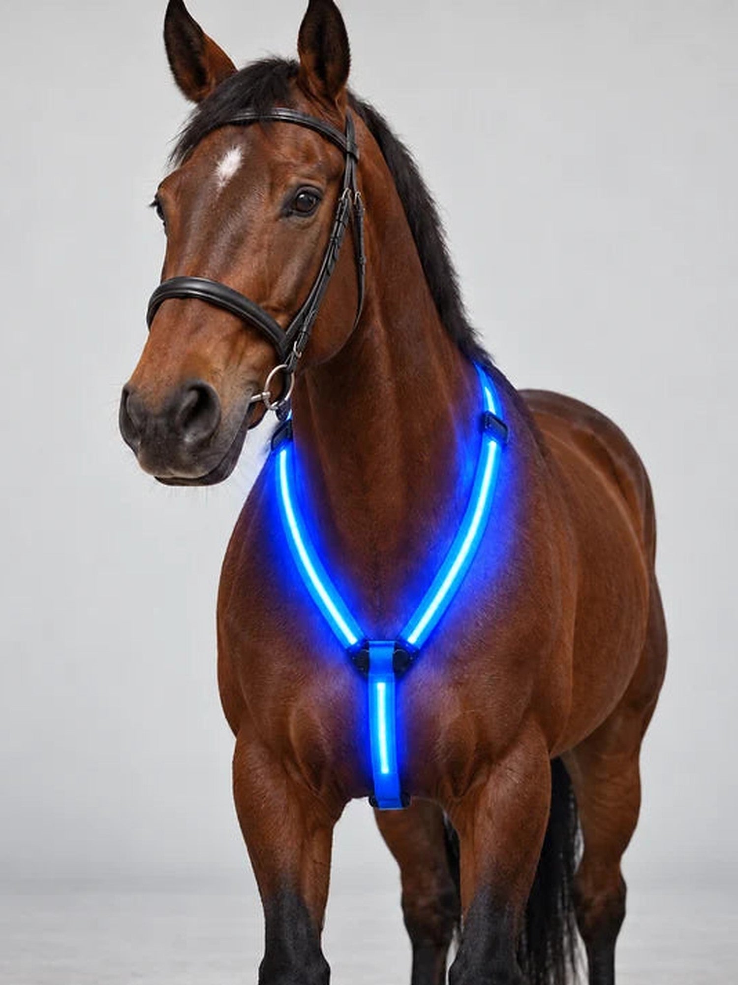 Pferd mit leuchtendem blauem Lumare Brustgurt